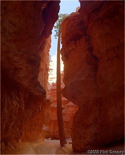 afamousviewreinterpretednavaholooptrailbrycecanyonnputah2001.jpg