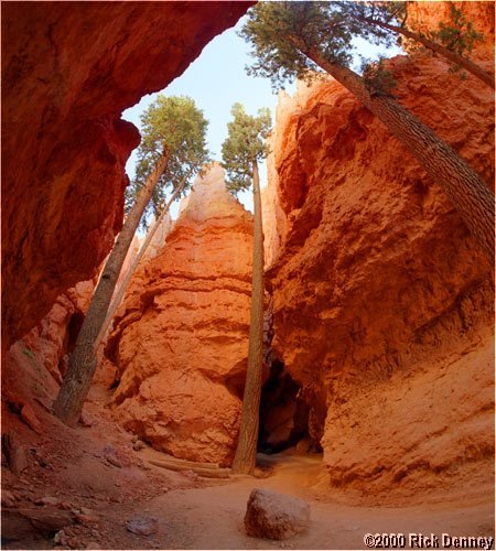 treesinslotcanyonnavaholooptrailbrycecanyonnputah2001.jpg