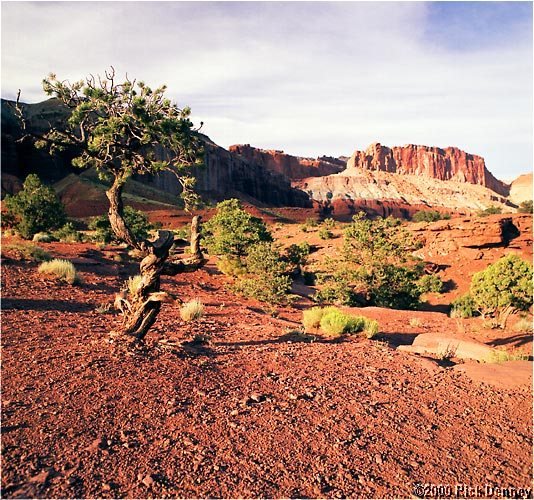 juniperatsunsetcapitolreefnputah2001.jpg