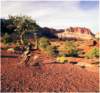 juniperatsunsetcapitolreefnputah2001_small.jpg