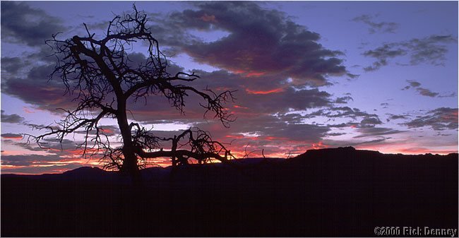 treeagainstsunsetiiicapitolreefutah2001.jpg