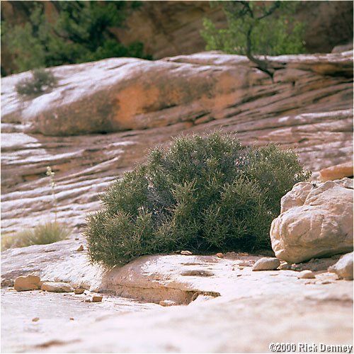 shrubsipapubridgenaturalbridgesnmutah2001.jpg