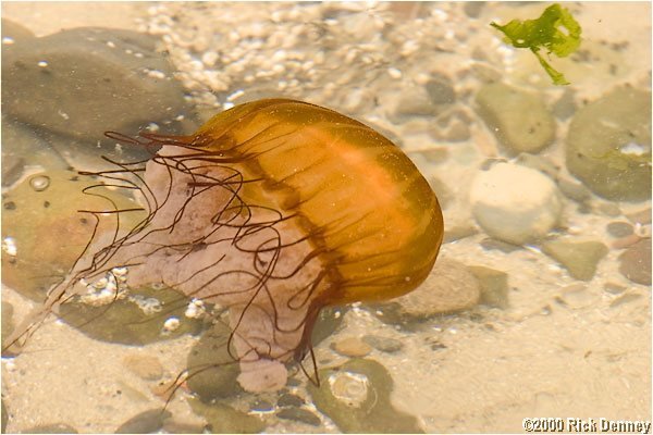 jellyfish1nehalembayoregon2003.jpg