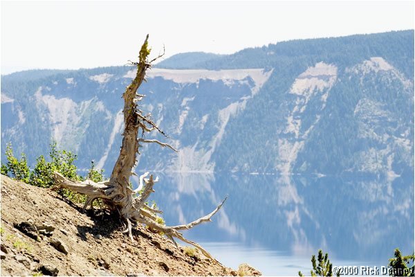 juniperstumpcraterlakenp2003.jpg