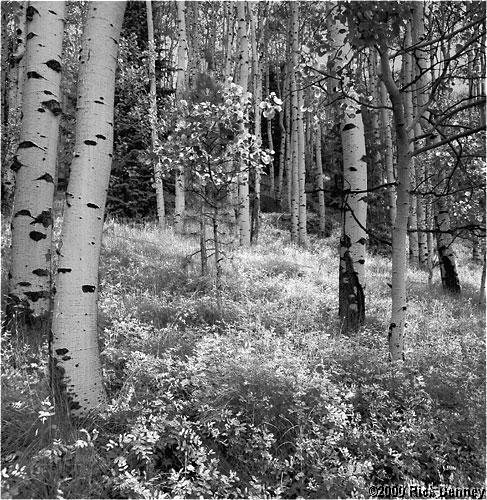 IMAGE: http://www.rickdenney.com/images/aspens_bw_lores.jpg
