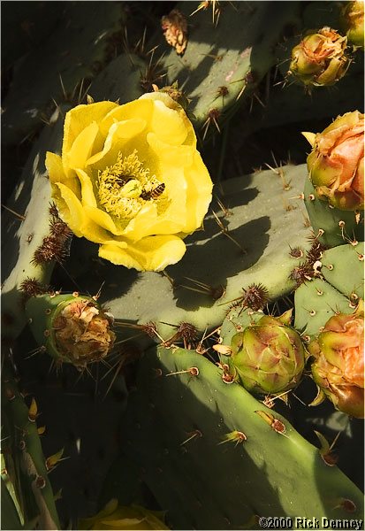 IMAGE: http://www.rickdenney.com/images/cactus-flower-lores.jpg