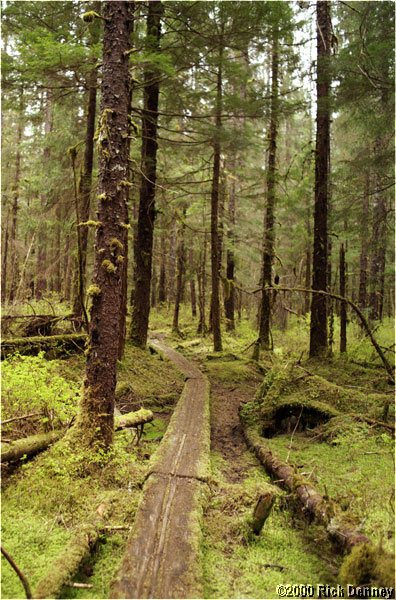 IMAGE: http://www.rickdenney.com/images/forest-path-lores.jpg