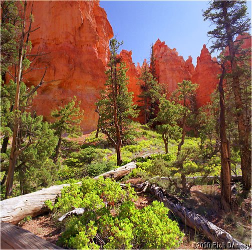 IMAGE: http://www.rickdenney.com/images/logs_trees_pinnacles_lores.jpg