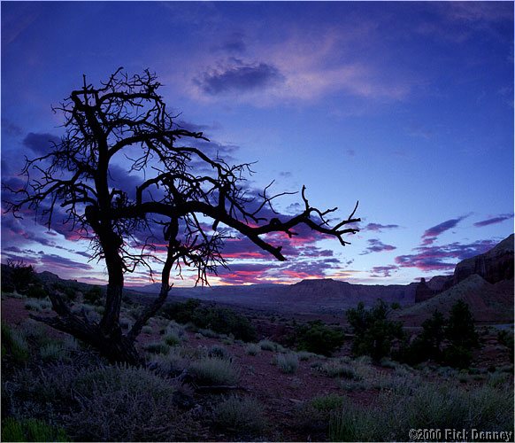 IMAGE: http://www.rickdenney.com/images/tree_against_sunset_II_lores.jpg