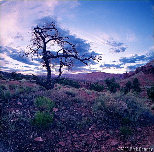 IMAGE: http://www.rickdenney.com/images/tree_against_sunset_lores.jpg