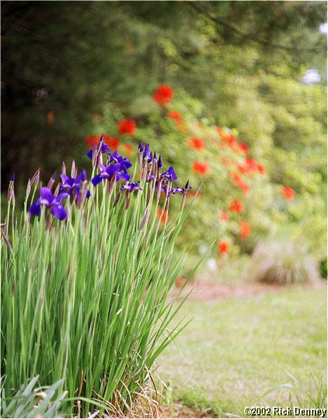 IMAGE: http://www.rickdenney.com/scratch/irises_in_side_yard.jpg